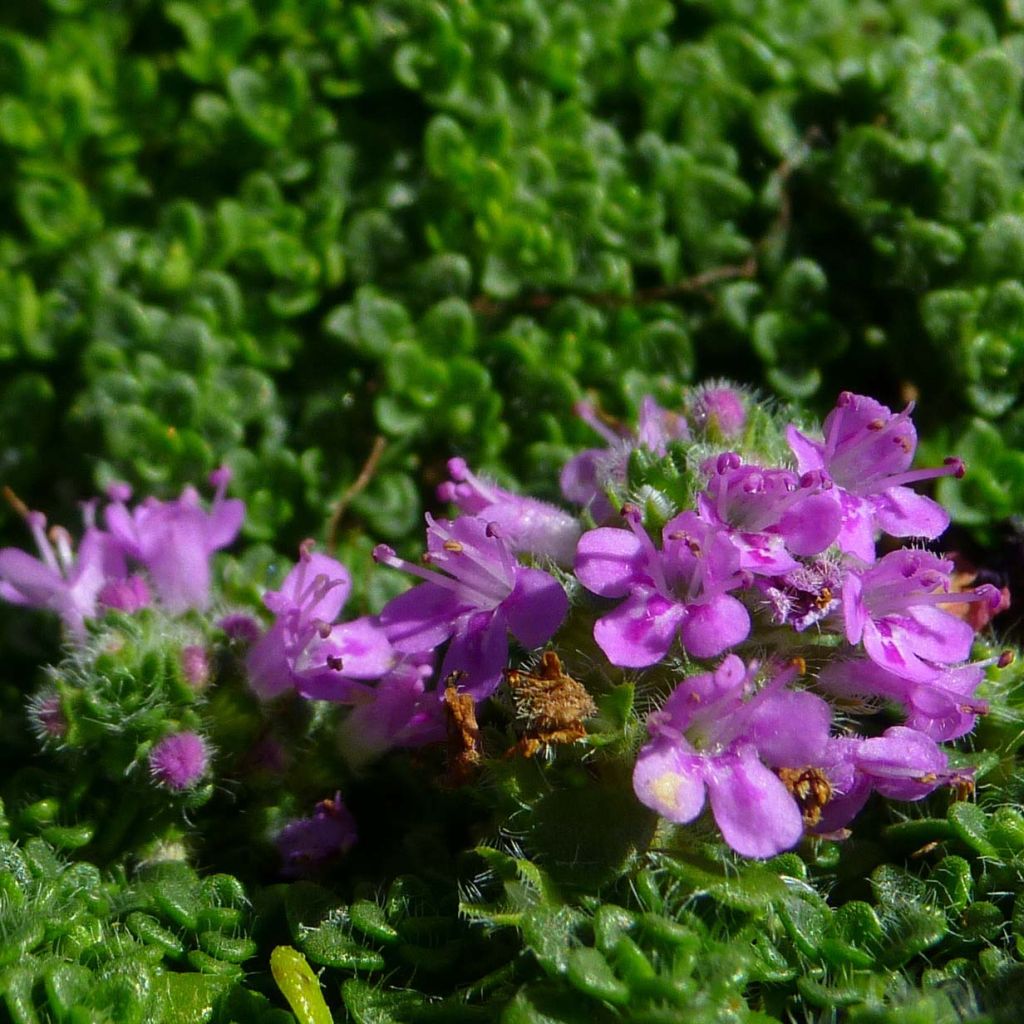 Macierzanka piaskowa Elfin