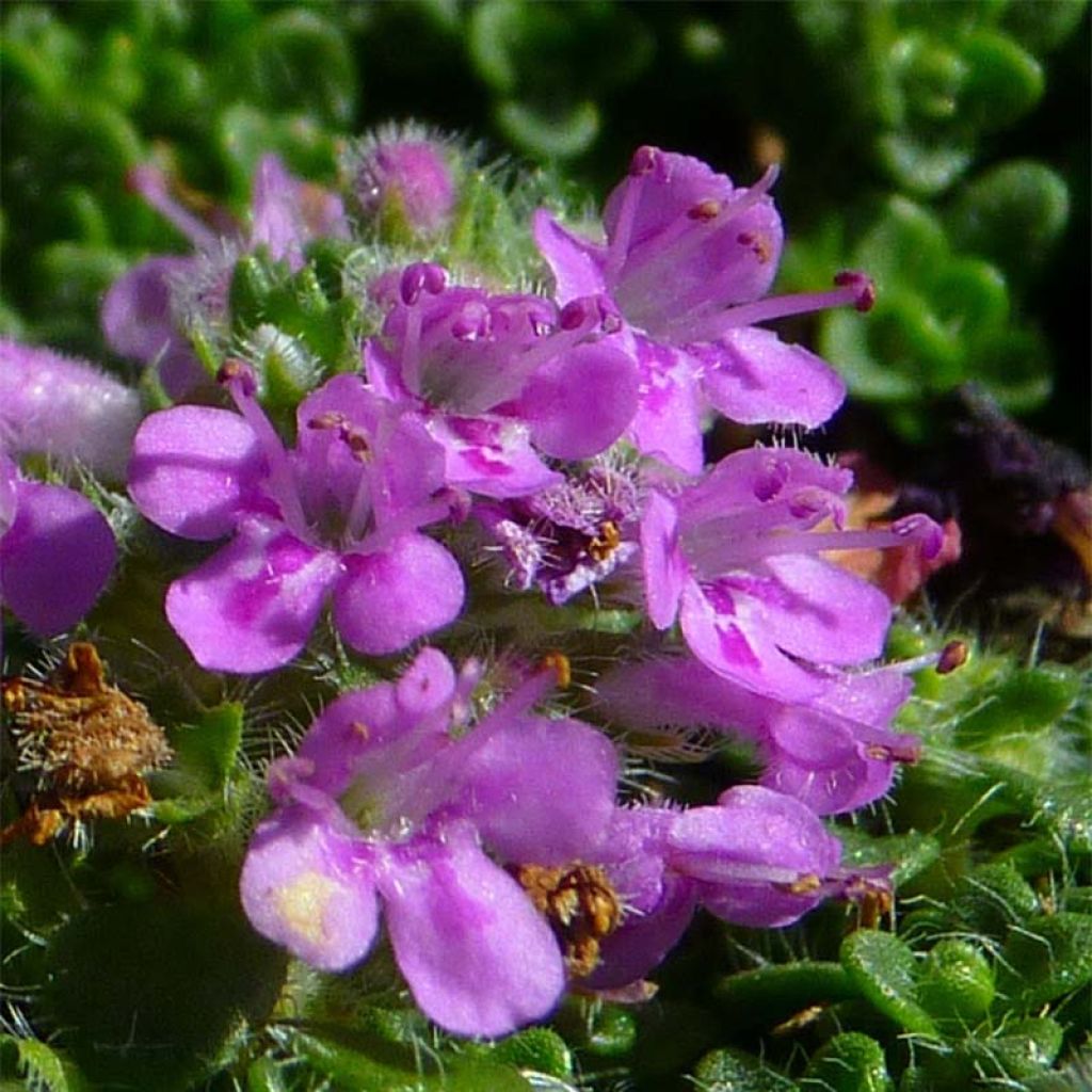 Macierzanka piaskowa Elfin