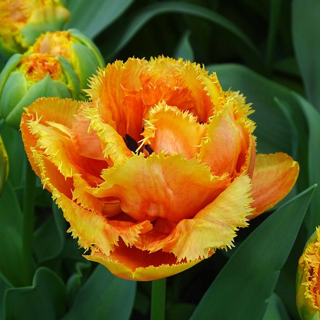 Tulipan strzępiasty Sensual Touch