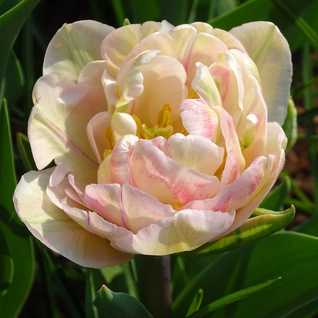 Tulipan Foxtrot - Tulipan pełny wczesny