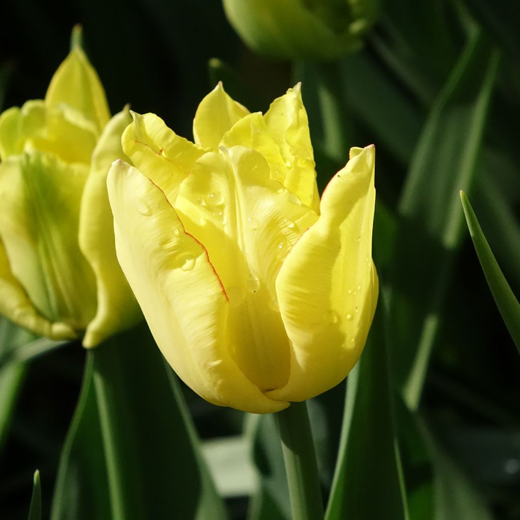 Tulipan Aquilla - Tulipan pełny wczesny