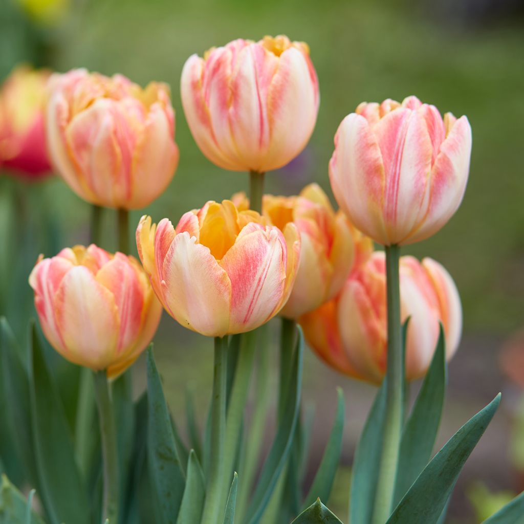 Tulipan Foxy Foxtrot - Tulipan pełny wczesny