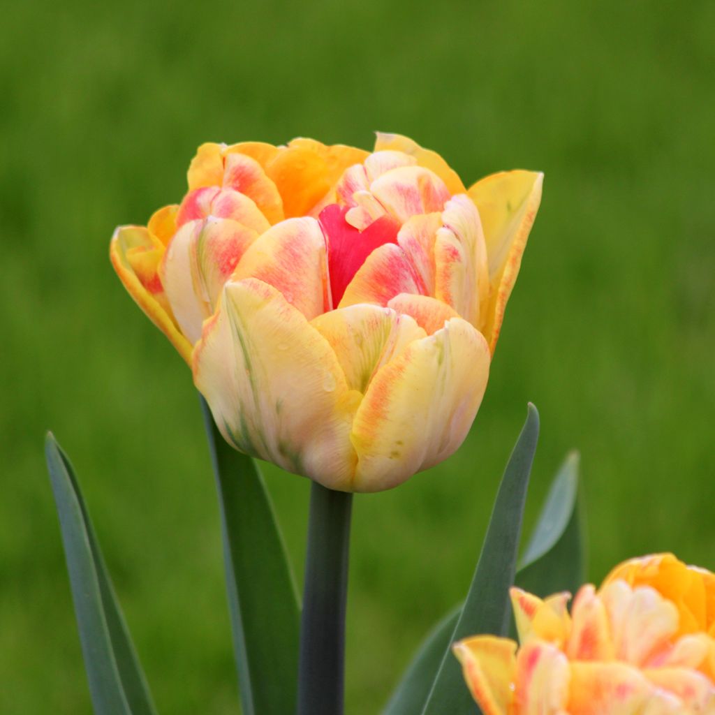 Tulipan Foxy Foxtrot - Tulipan pełny wczesny