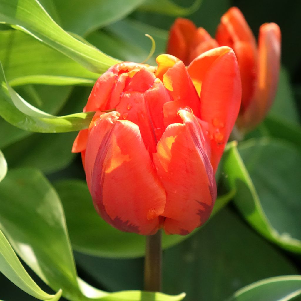 Tulipan Hermitage - Tulipan pełny wczesny
