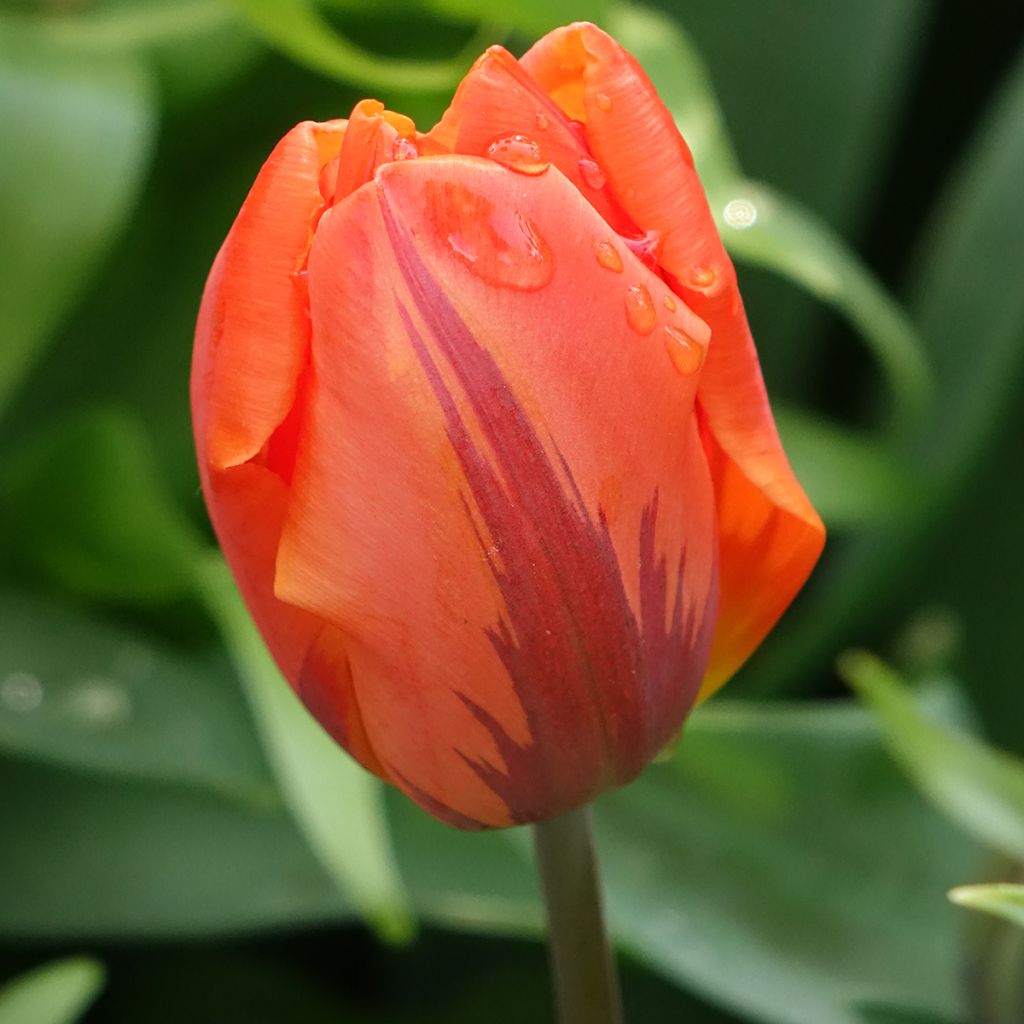 Tulipan Hermitage - Tulipan pełny wczesny