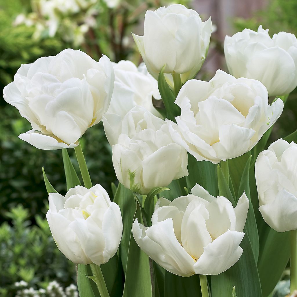 Tulipan Mondial - Tulipan pełny wczesny