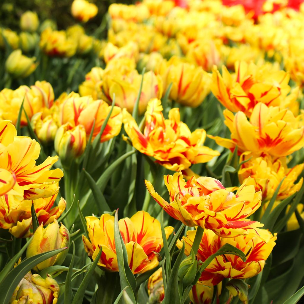 Tulipan Monsella - Tulipan pełny wczesny