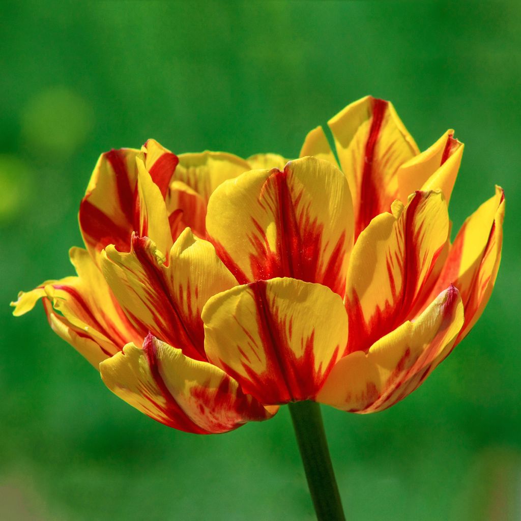Tulipan Monsella - Tulipan pełny wczesny