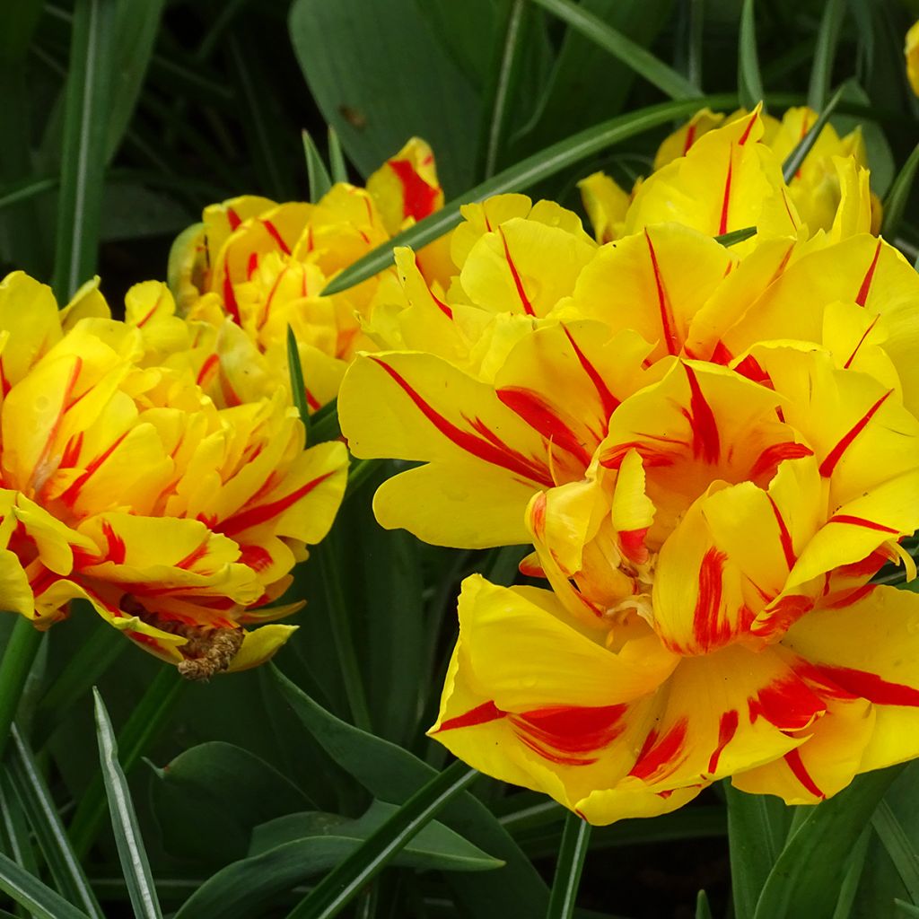Tulipan Monsella - Tulipan pełny wczesny