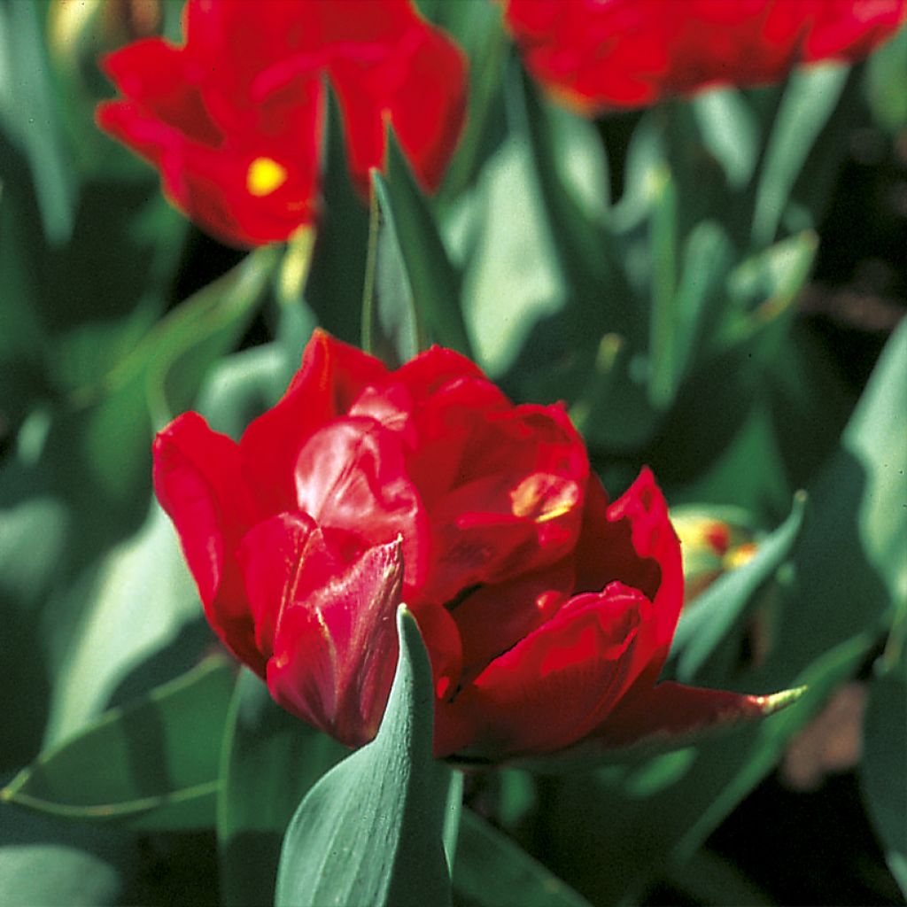 Tulipan Viking - Tulipan pełny wczesny