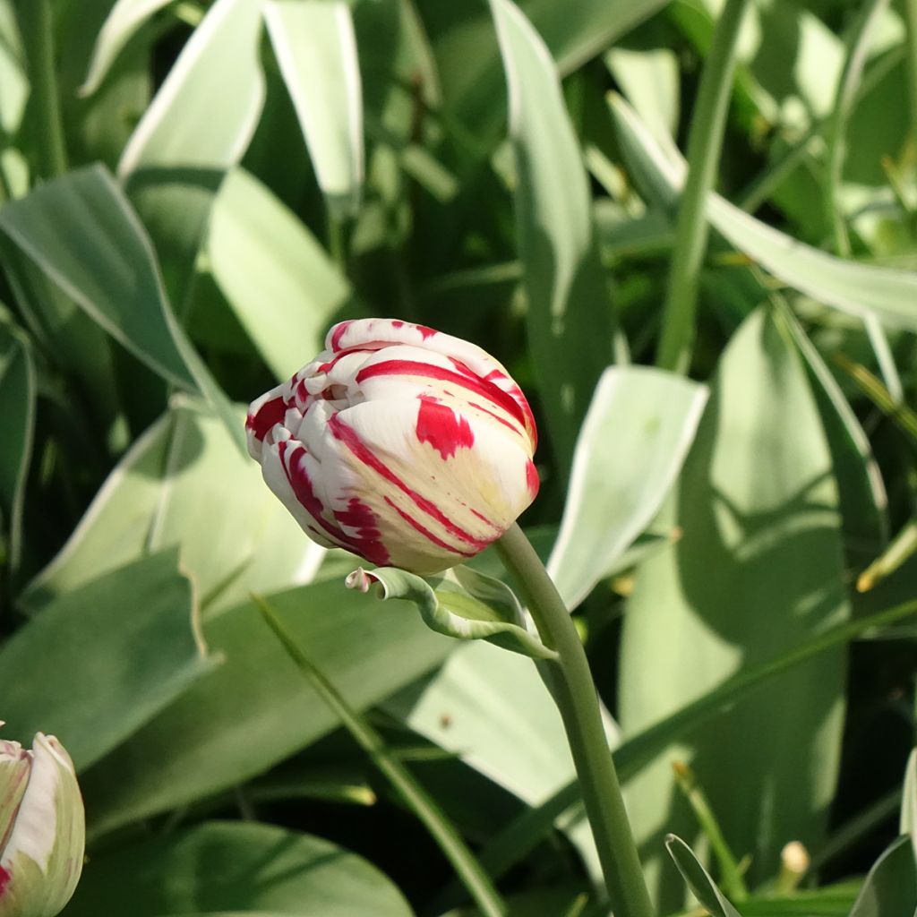 Tulipan Carnaval de Nice - Tulipan pełny późny