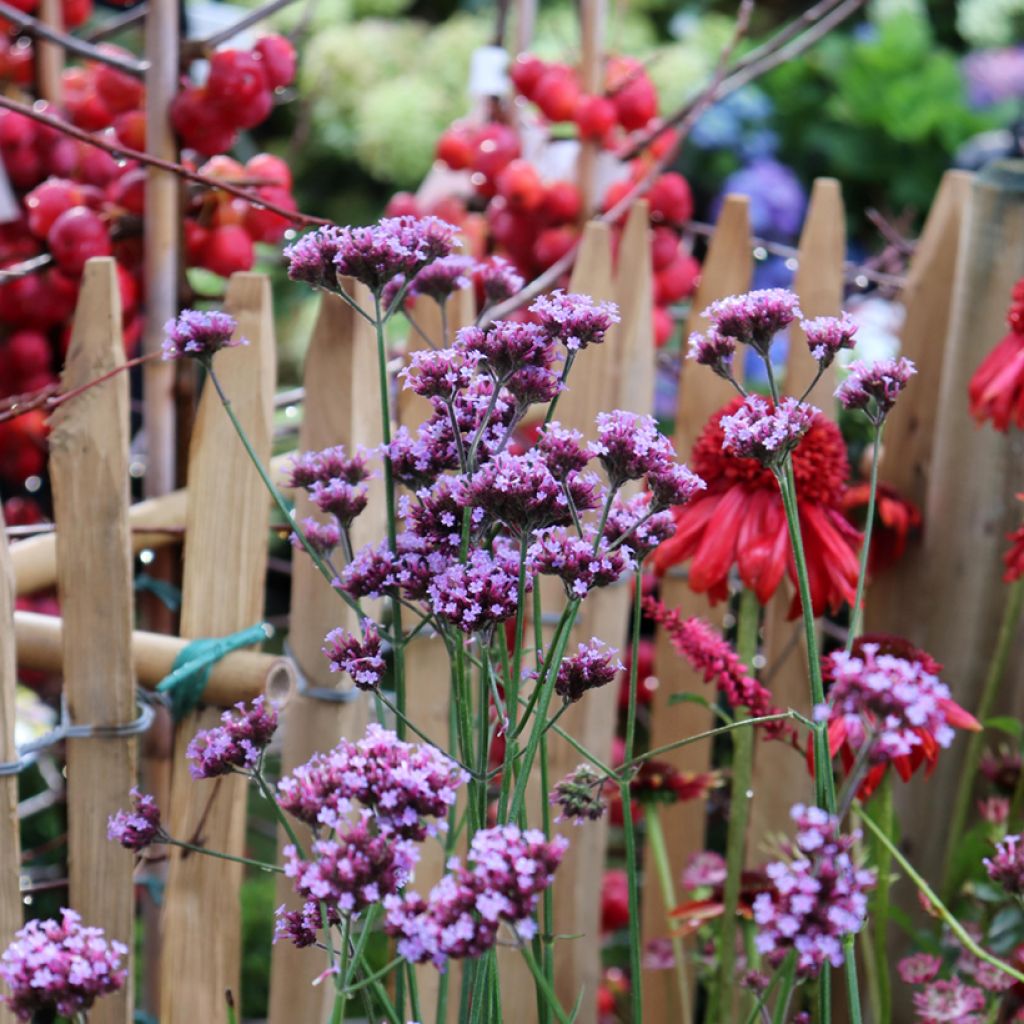 Werbena patagońska - Verbena bonariensis