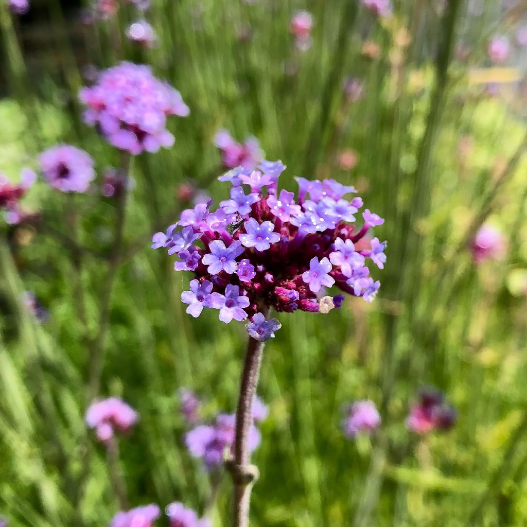 Werbena patagońska - Verbena bonariensis