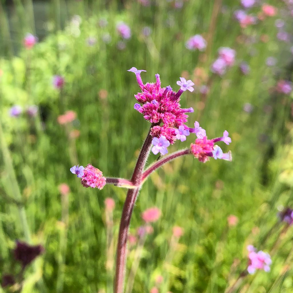 Werbena patagońska - Verbena bonariensis