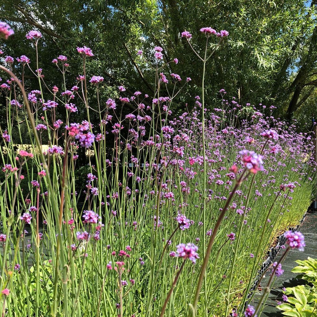 Werbena patagońska - Verbena bonariensis
