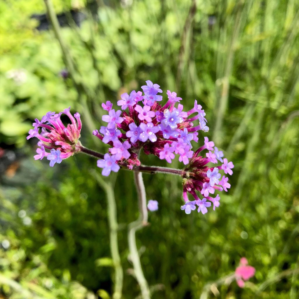 Werbena patagońska - Verbena bonariensis