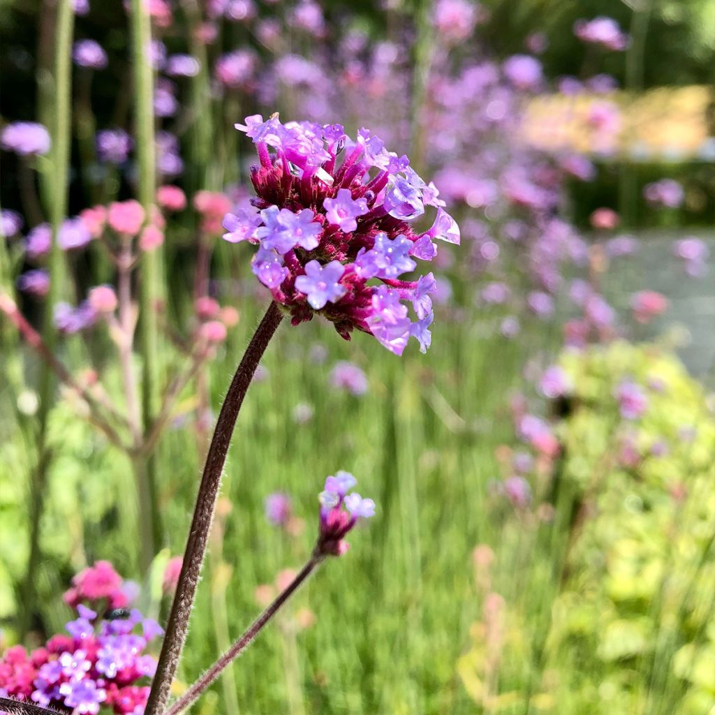 Werbena patagońska - Verbena bonariensis