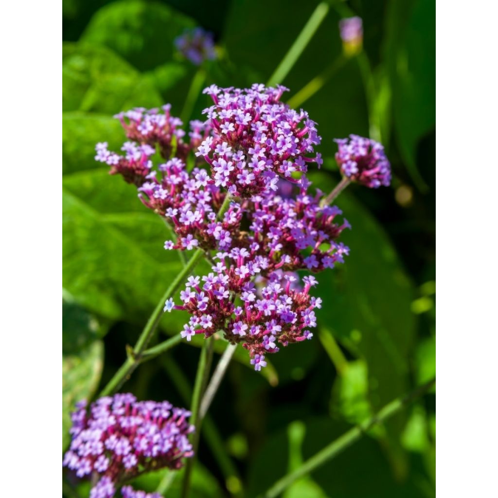Werbena patagońska - Verbena bonariensis
