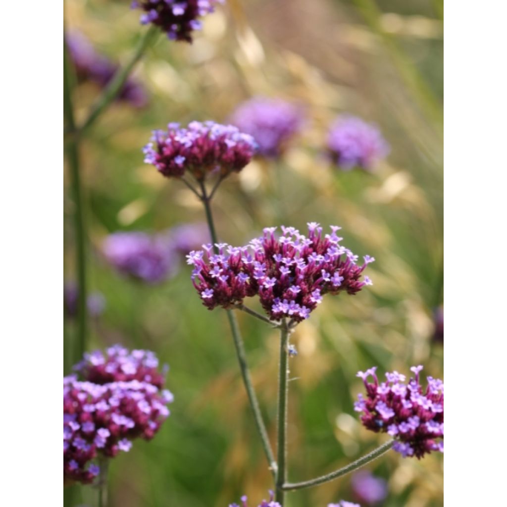 Werbena patagońska - Verbena bonariensis