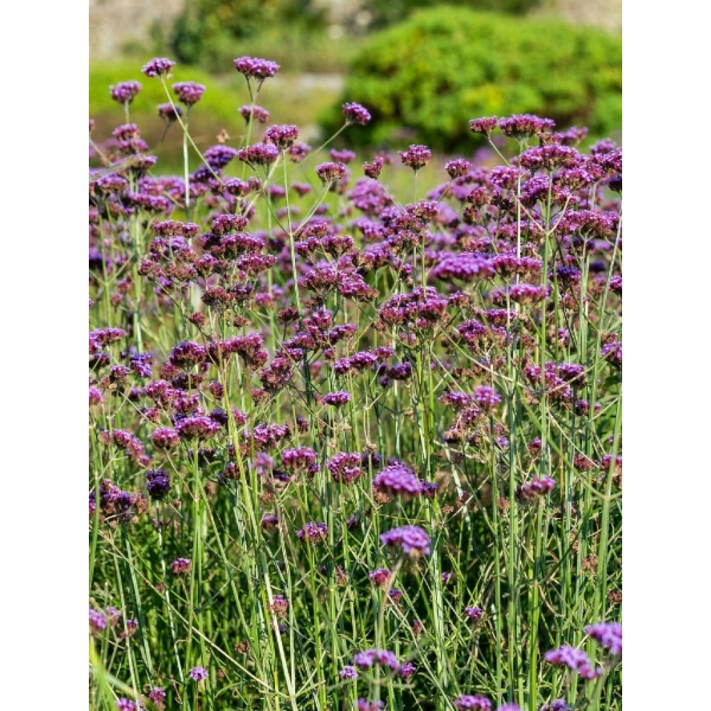 Werbena patagońska - Verbena bonariensis