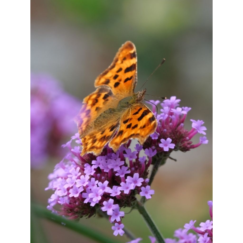 Werbena patagońska - Verbena bonariensis