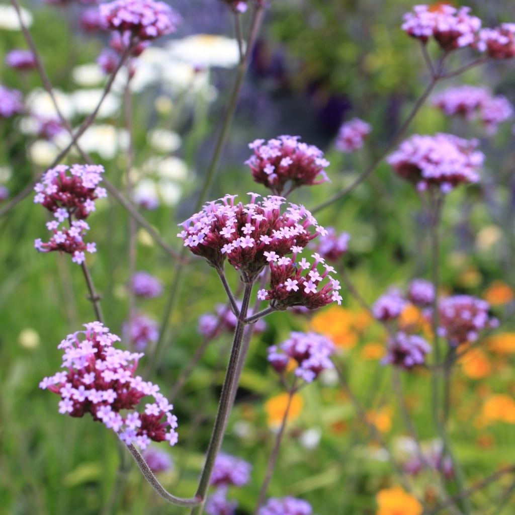 Werbena patagońska - Verbena bonariensis