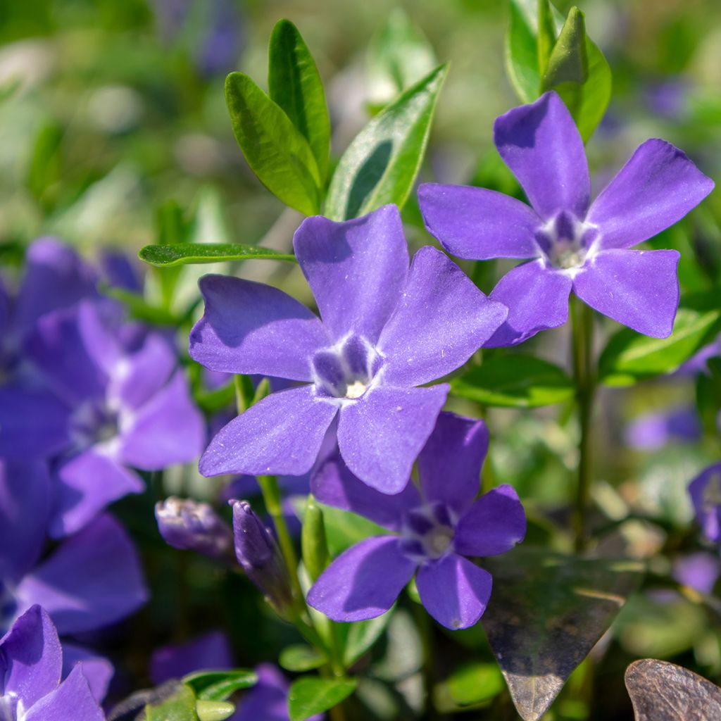 Barwinek pospolity - Vinca minor