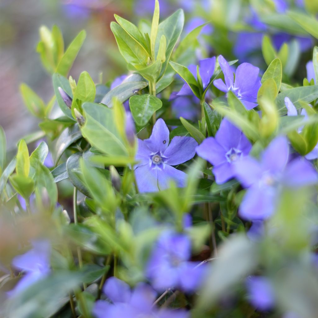 Barwinek pospolity - Vinca minor