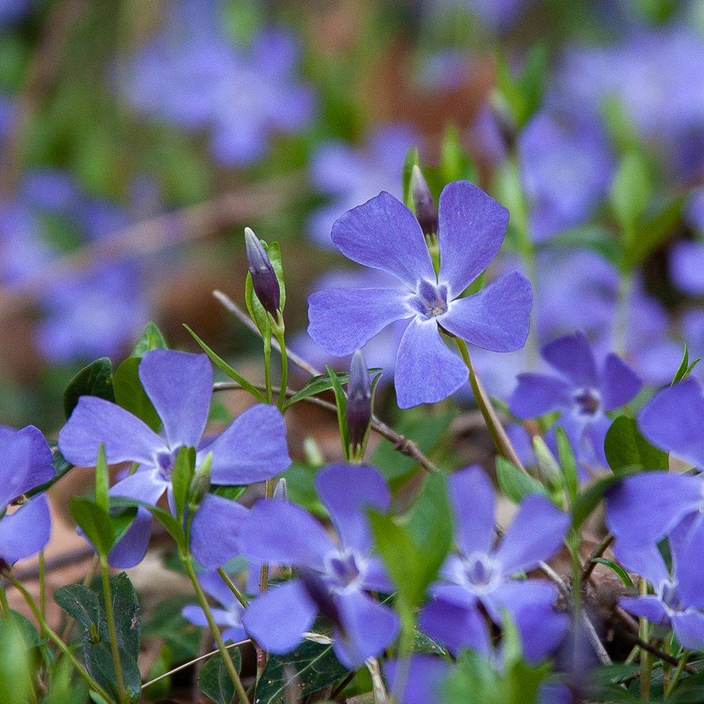 Barwinek pospolity - Vinca minor