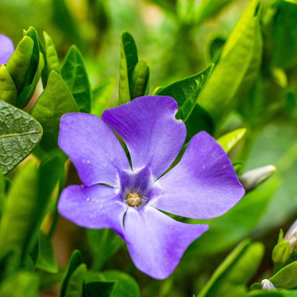 Barwinek pospolity - Vinca minor