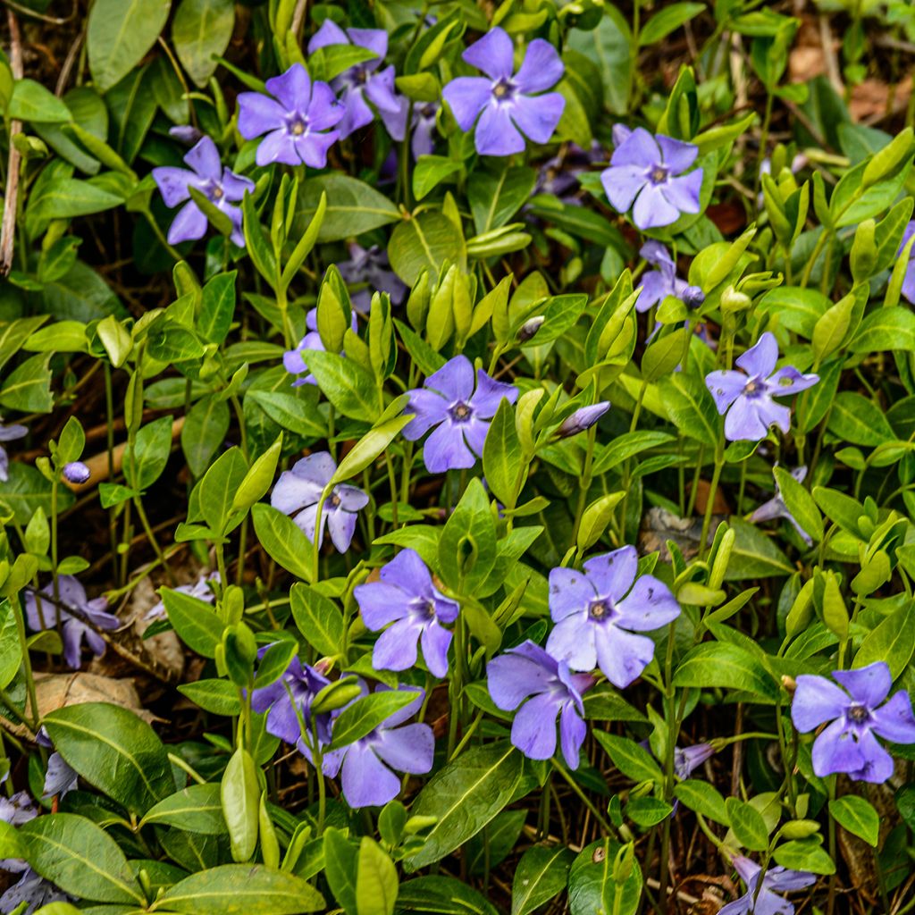 Barwinek pospolity - Vinca minor