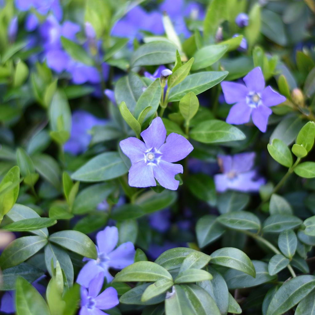 Barwinek pospolity - Vinca minor
