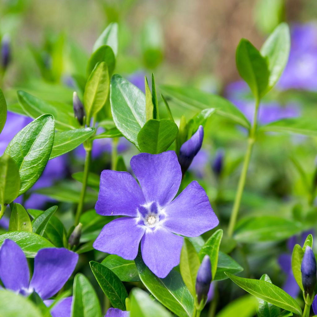 Barwinek pospolity - Vinca minor
