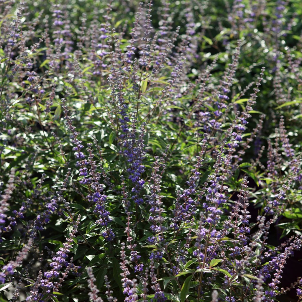 Niepokalanek pospolity Bailtexthree Queen Bee