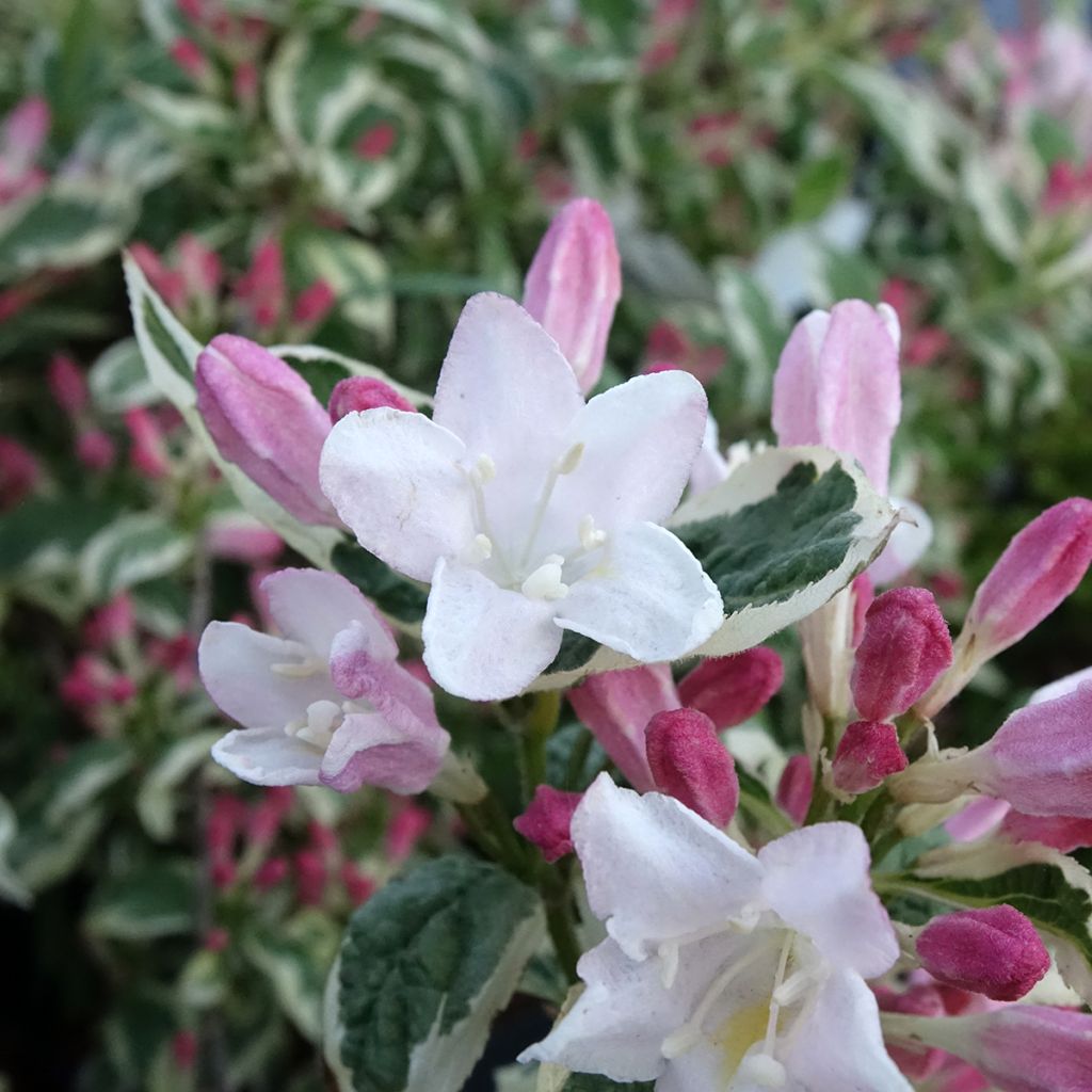 Krzewuszka cudowna Variegata