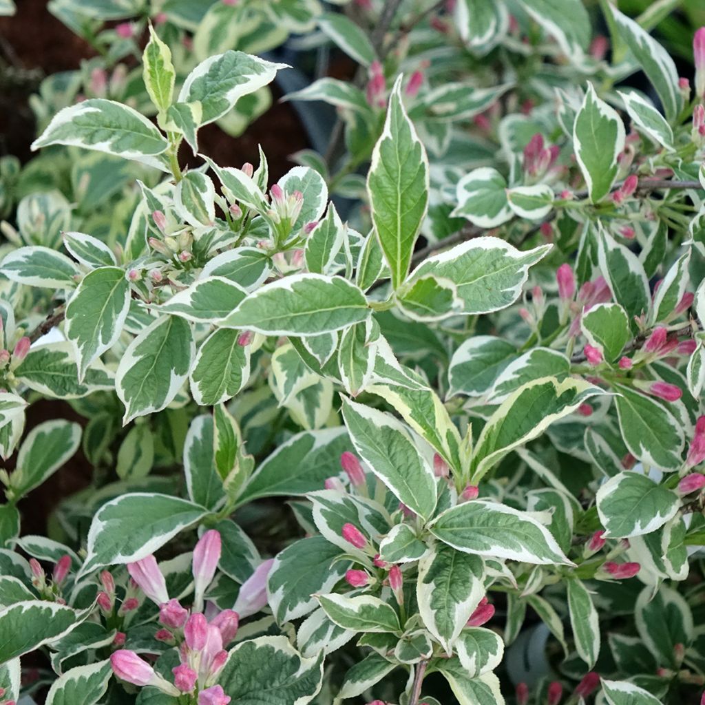 Krzewuszka cudowna Variegata