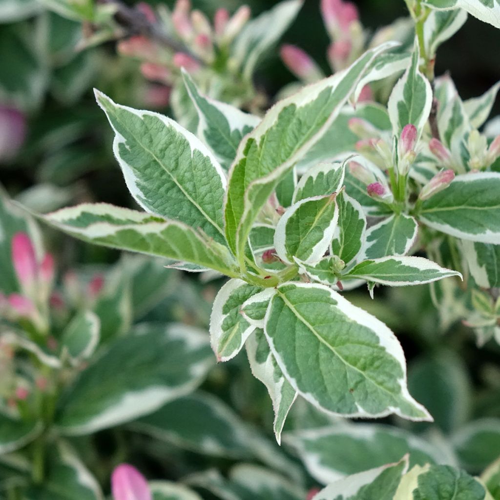 Krzewuszka cudowna Variegata