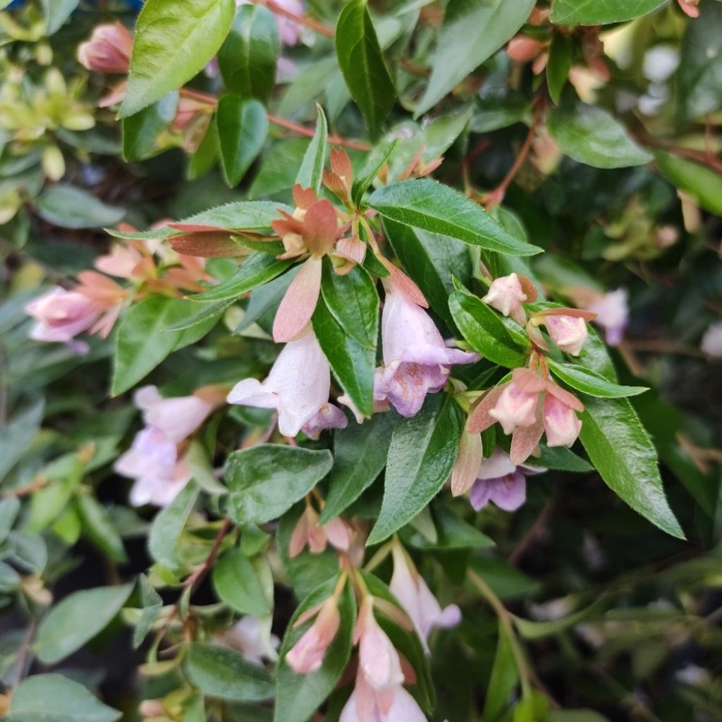 Abelia wielkokwiatowa Edward Goucher