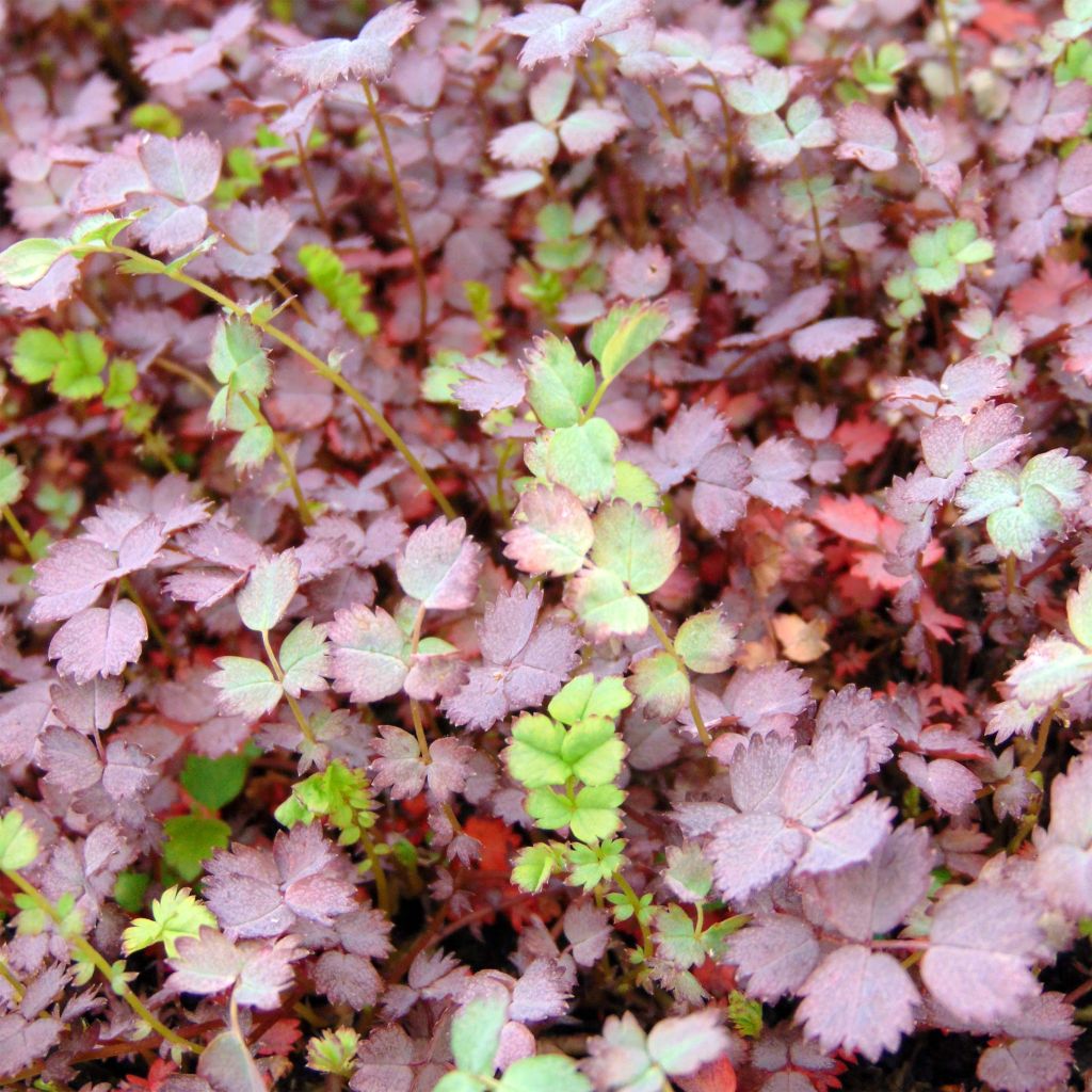 Acena bezbronna Purpurea