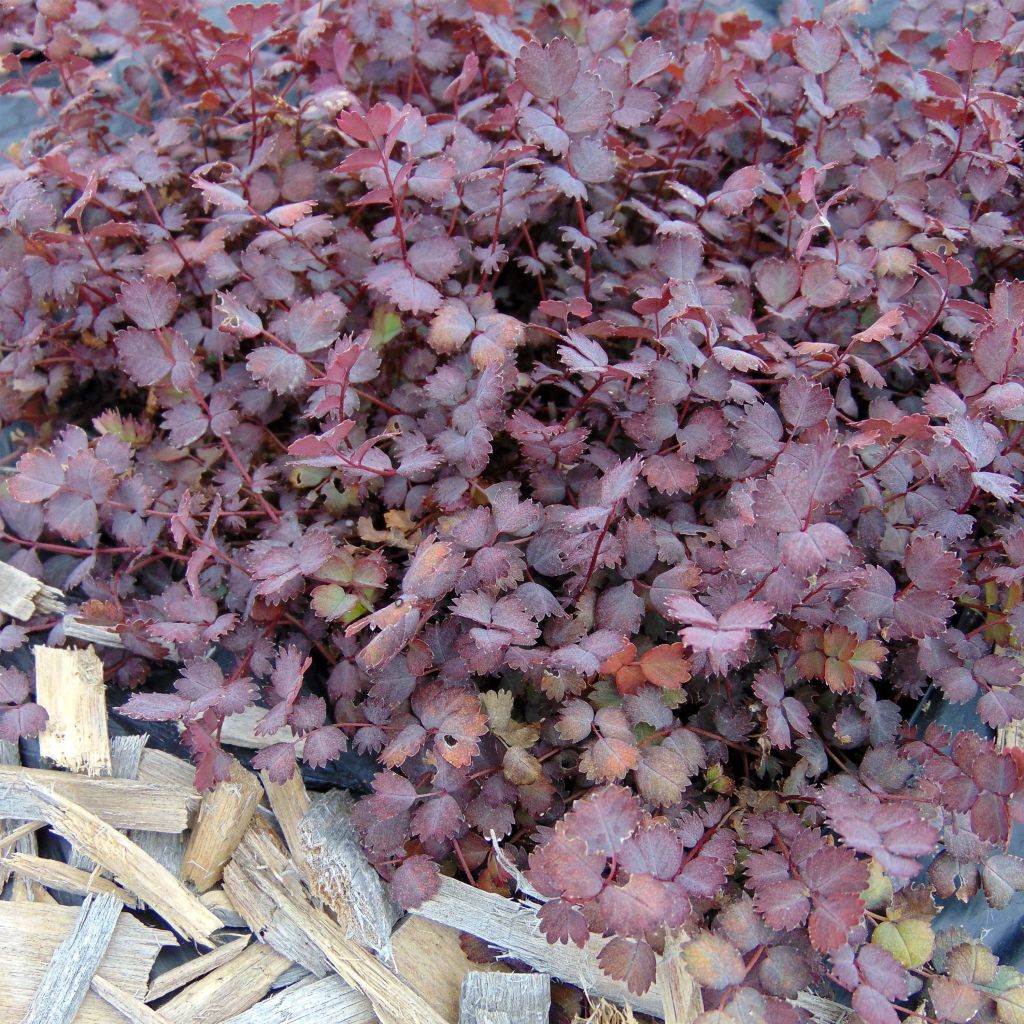 Acena bezbronna Purpurea