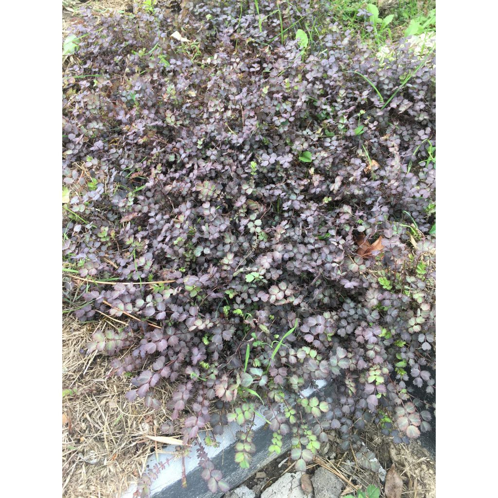 Acena bezbronna Purpurea