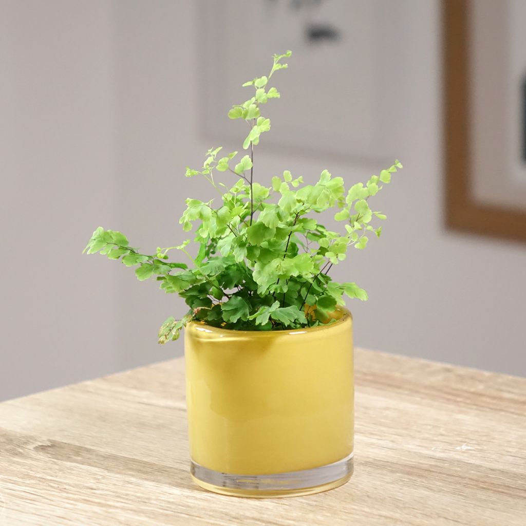 Adiantum Fritz Lüthi