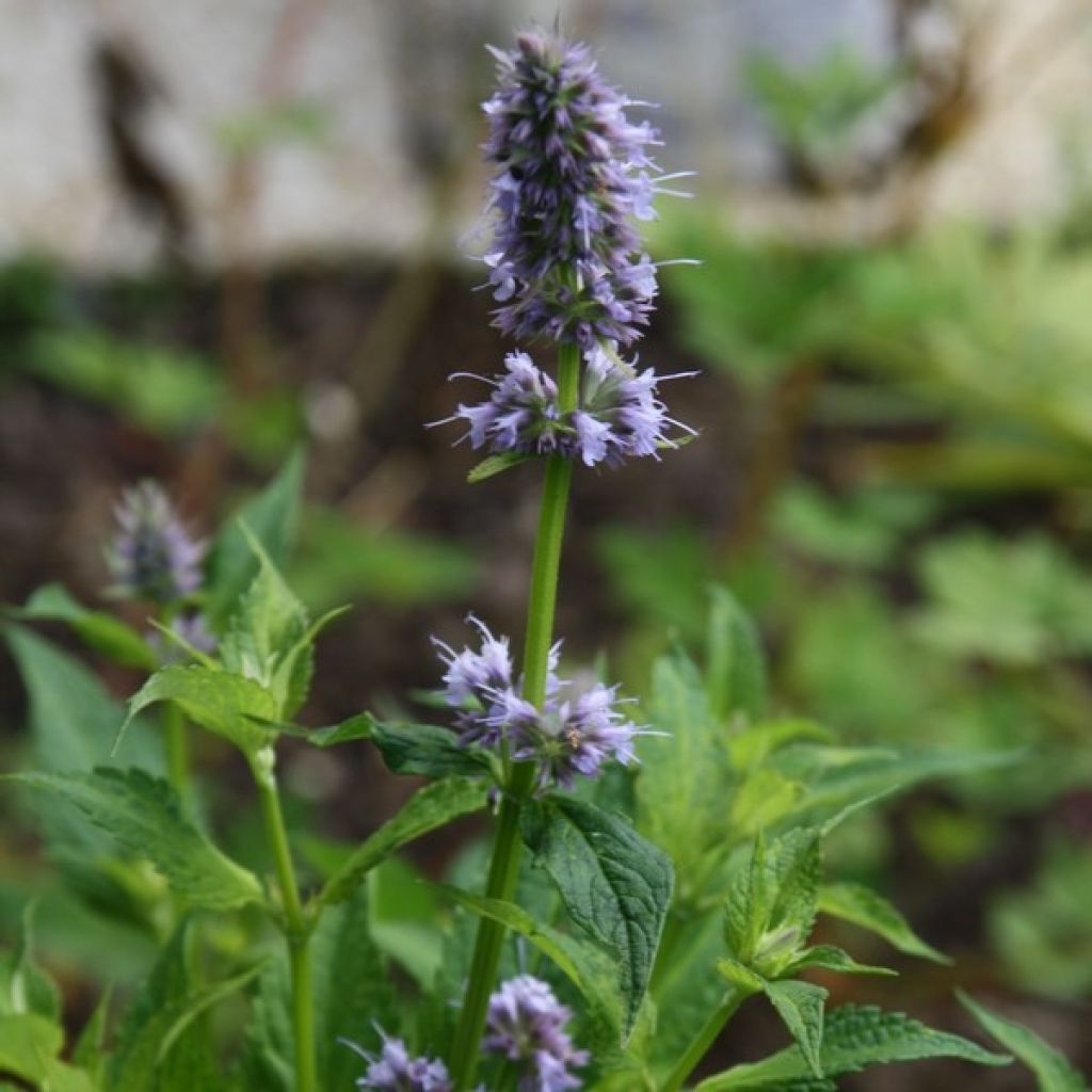 Kłosowiec pomarszczony Blue Fortune