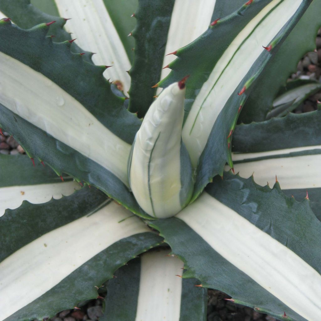 Agawa amerykańska mediopicta Alba