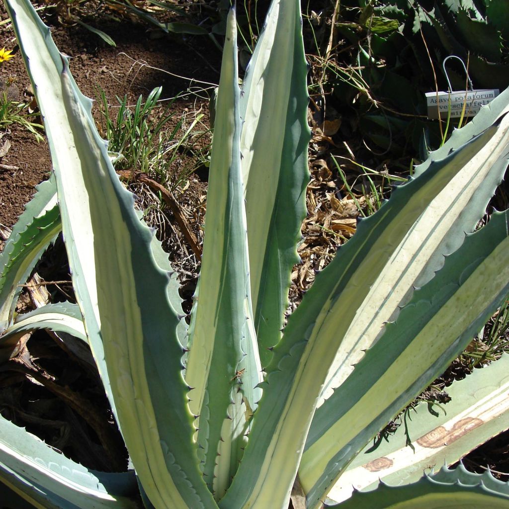 Agawa amerykańska mediopicta Alba