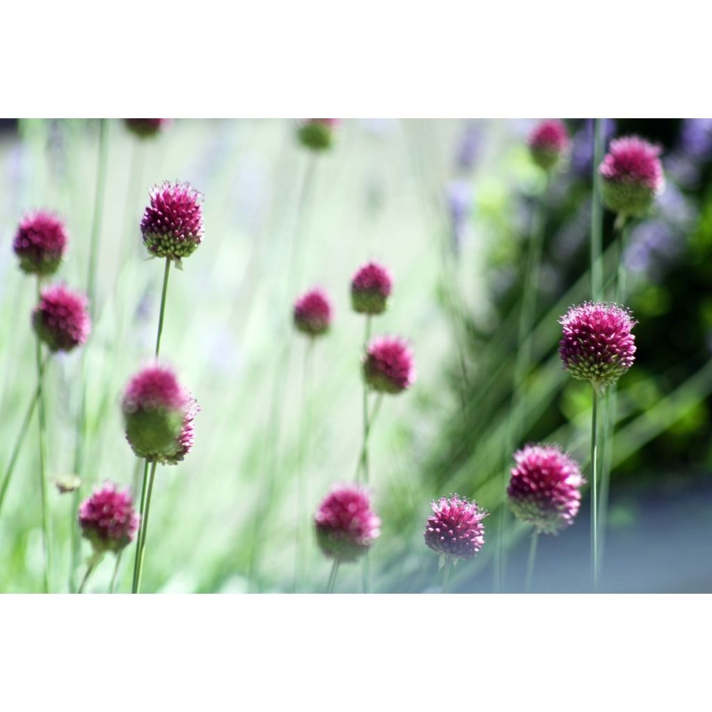 Allium sphaerocephalon - Czosnek główkowaty