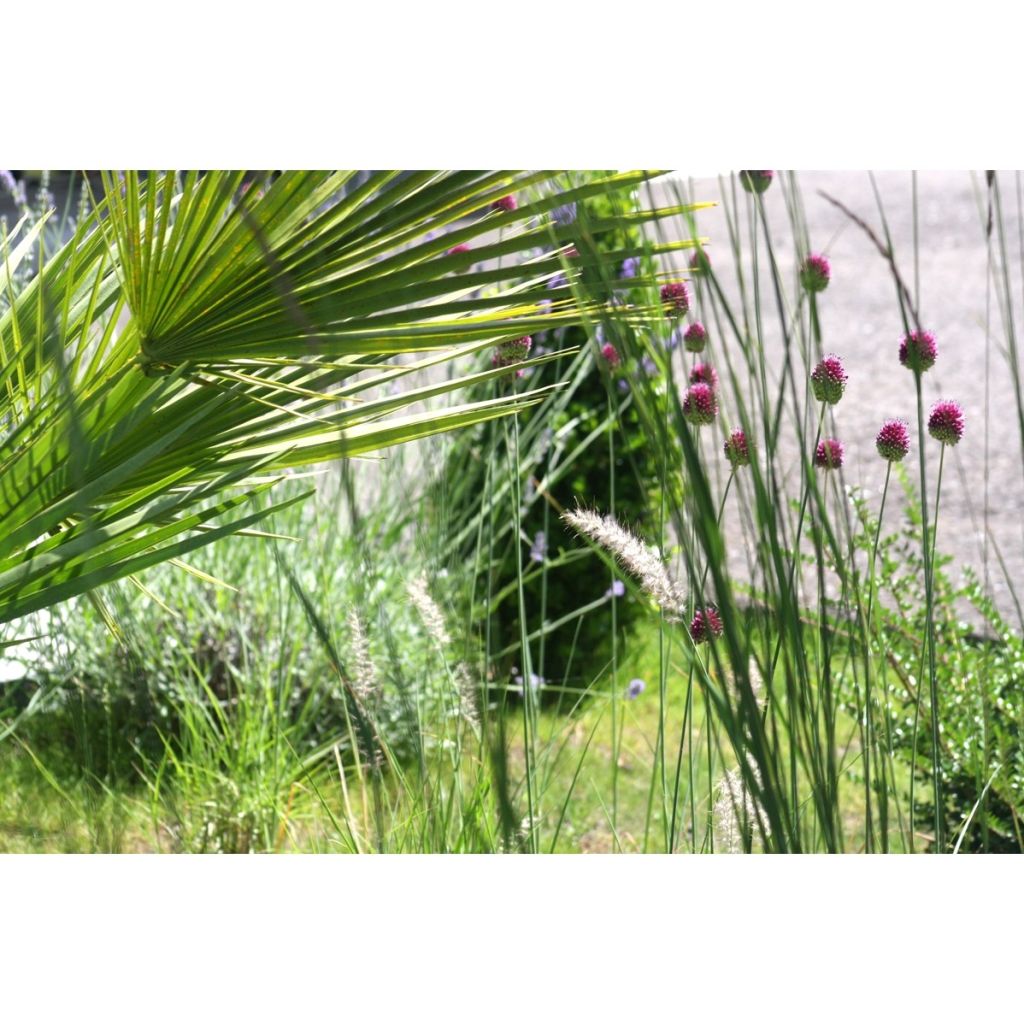 Allium sphaerocephalon - Czosnek główkowaty