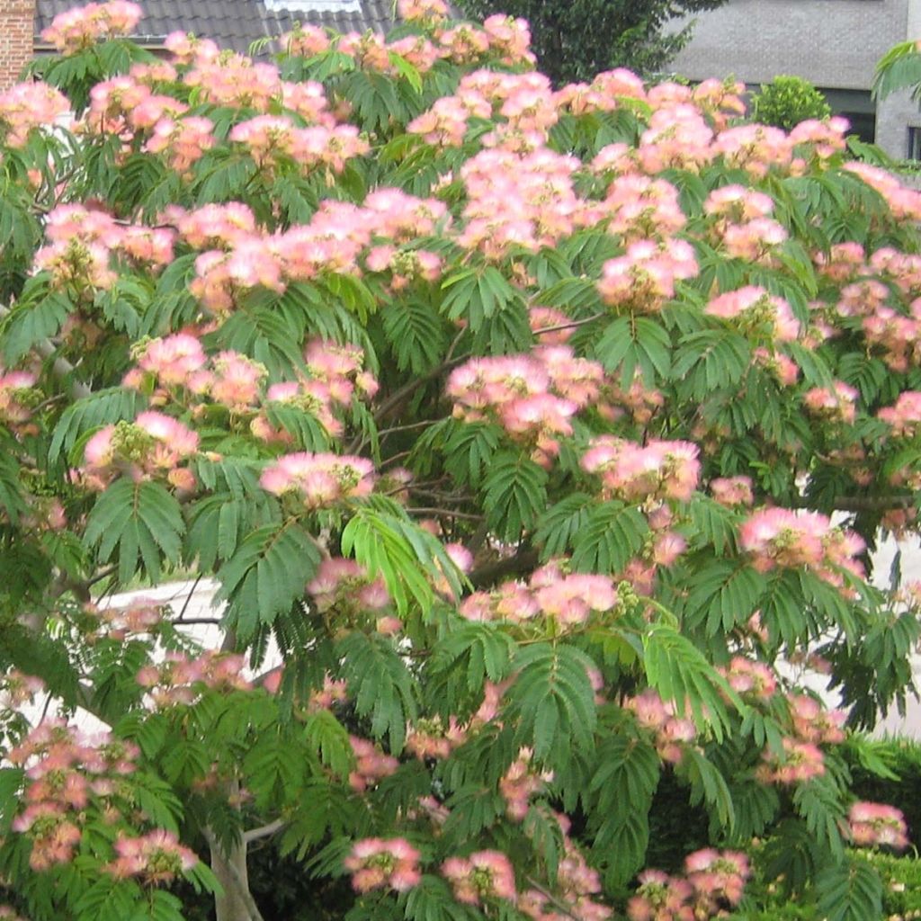 Albicja jedwabista Tropical Dream