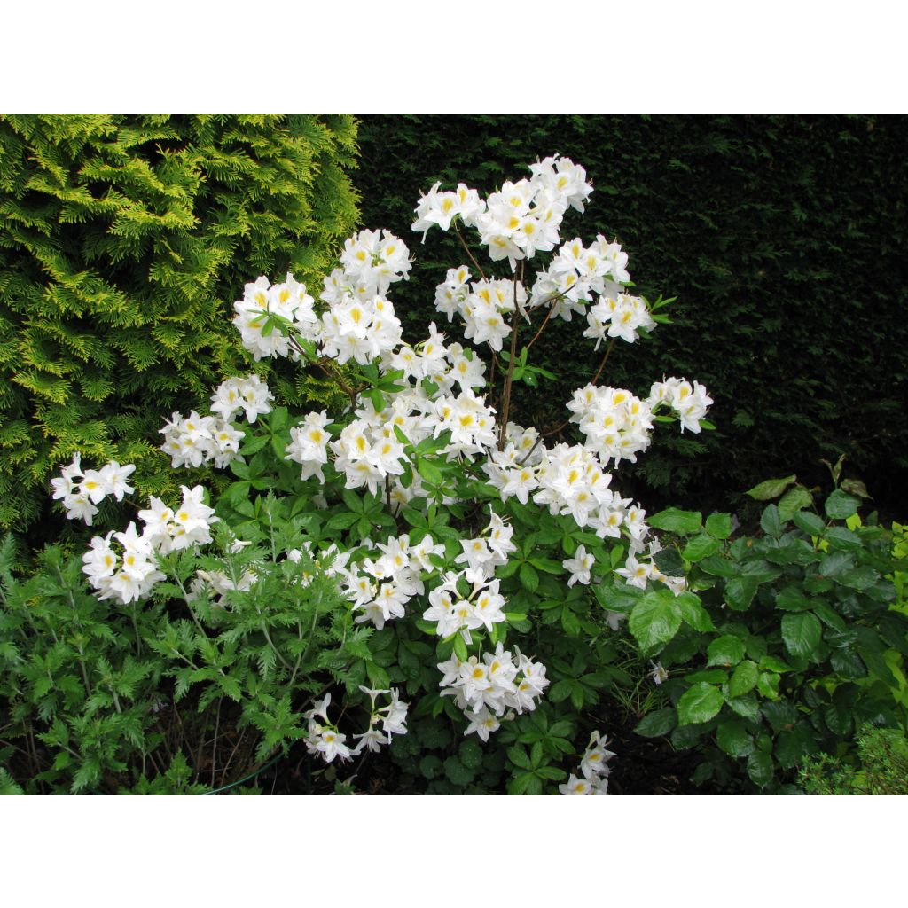 Azalia wielkokwiatowa Persil