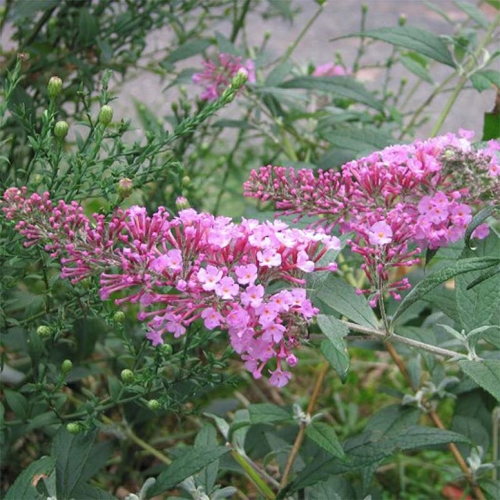 Budleja Dawida Pink Delight